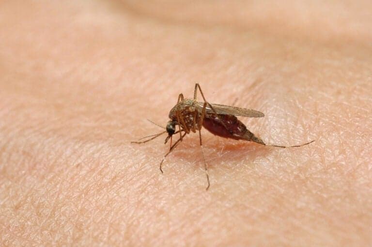 Un caz de infecție cu virusul West Nile confirmat în Teleorman. INSP: 43 de cazuri la nivel național într-o săptămână