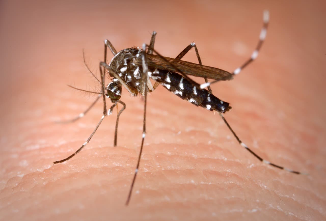Țânțarii nu ne dau pace nici în septembrie. Caz de West Nile anunțat la Videle, dezinsecție la Turnu Măgurele