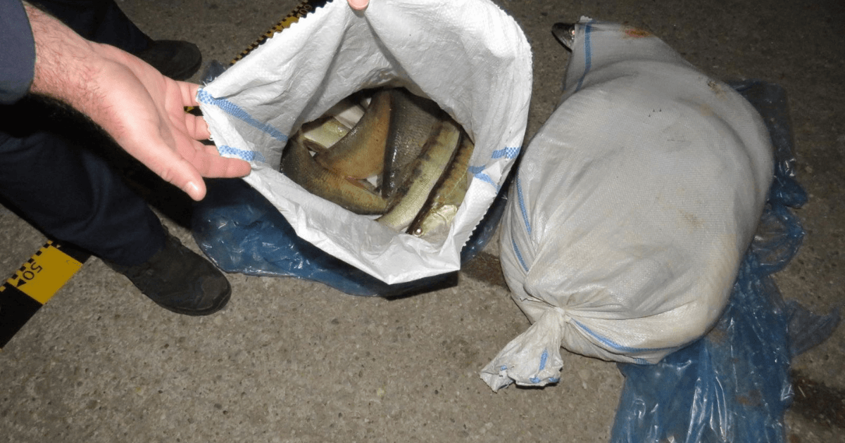 Braconaj electric pe râul Olt: Doi bărbați prinși în flagrant la Islaz cu 55 kg de pește