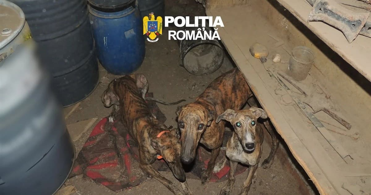 Percheziții la Băbăița într-un dosar de braconaj: un bărbat, reținut