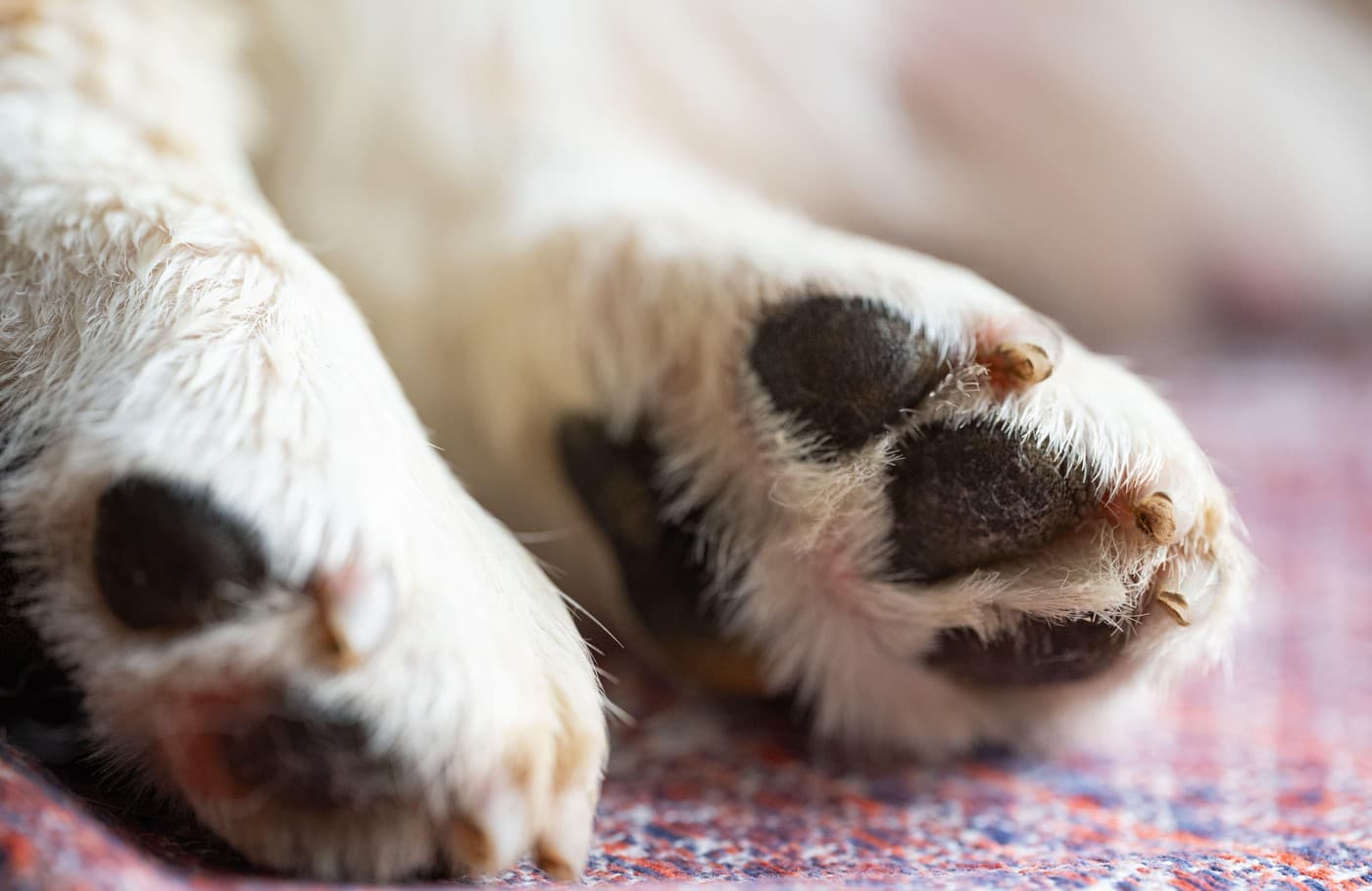 Bărbat condamnat definitiv la închisoare cu executare după ce a maltratat un pui de câine pe o stradă din București