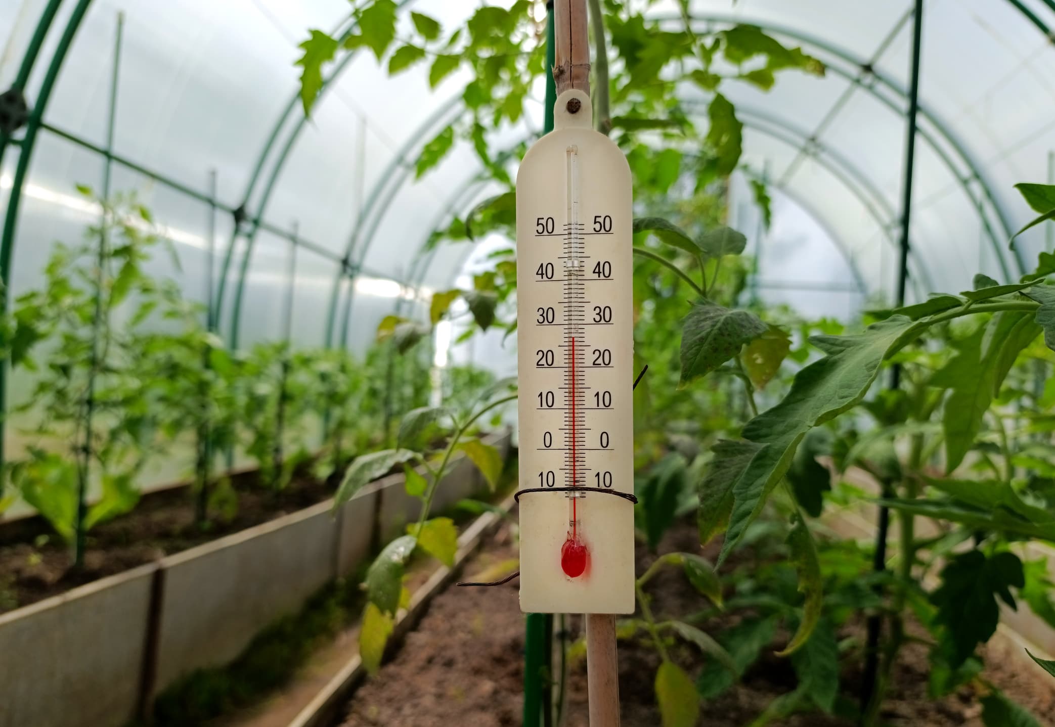 Răsadurile, în pericol din cauza diferențelor mari de temperatură de la zi la noapte. Cum încearcă legumicultorii să salveze producția