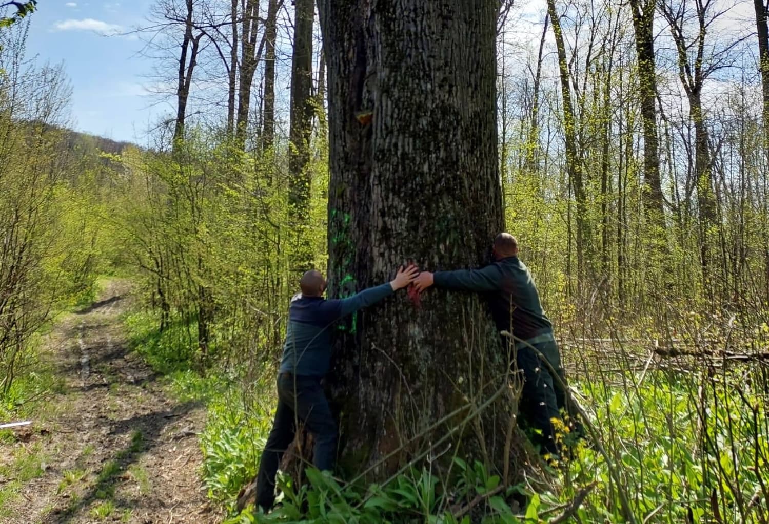 Diana Buzoianu anunță salvarea copacilor seculari din pădurile din jurul Iașiului: „Vor fi abori lăsaţi pentru biodiversitate!”