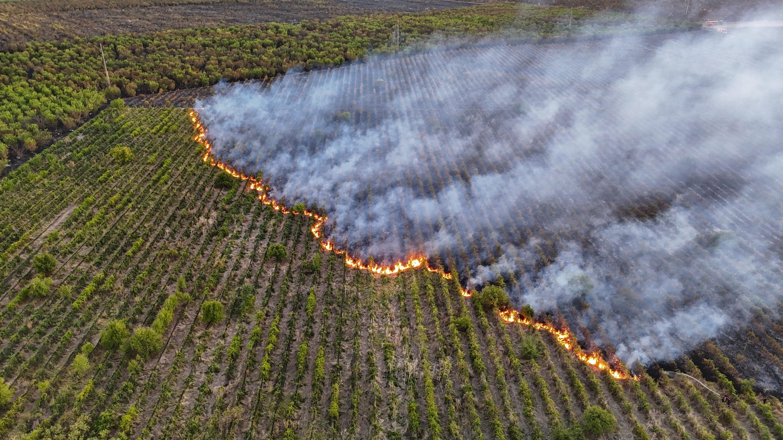 Pietroșani / 80 hectare de livadă și 15 hectare de viță de vie, distruse de incendiu / Ore în șir de luptă cu flăcările